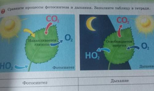 Сравните процессы фотосинтеза и дыхания. Заполните таблицу в тетради. НакапливаетсяглюкозаОсвобождае