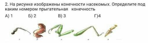 На рисунке изображены конечности насекомых.Определите под каким номером прыгательная конечность? А)1