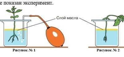 На рисунке показан эксперимент а) кратко опишите данный эксперимент b) определите с какой целью был