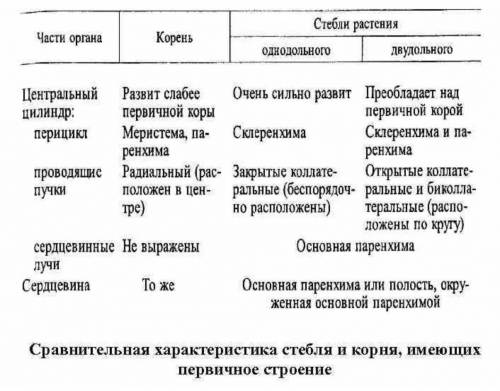 Сравните стебель и корень​