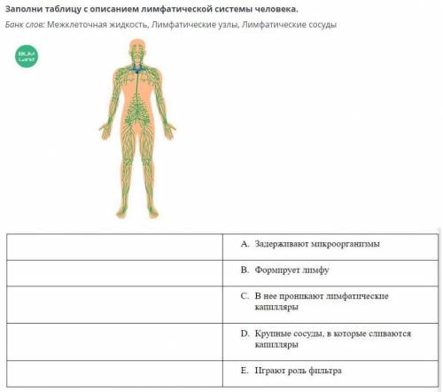 Заполните таблицу с описанием лимфатической системы человека