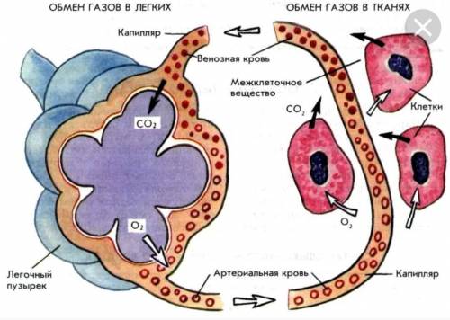 ^ Рассмотрите схему газообмена в легких и тканях. ~Расположите в необходимой последовательности пере