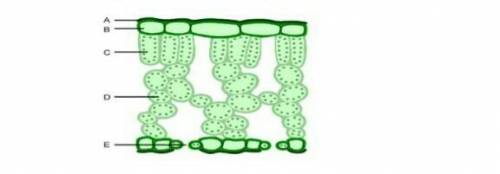 На рисунке показанно внутренне строение листа.    Отметьте буквы обозначающие паренхиму:СтолбчатуюГу