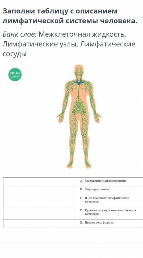 СОЧ БЕАЛОГИЯ ТАМ заполните таблицу с описанием лимфатической системы человека банк слов:межклеточная