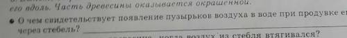 О чем свидетельствует появление пузырьков воздуха в воде при продувке его через стебель?​