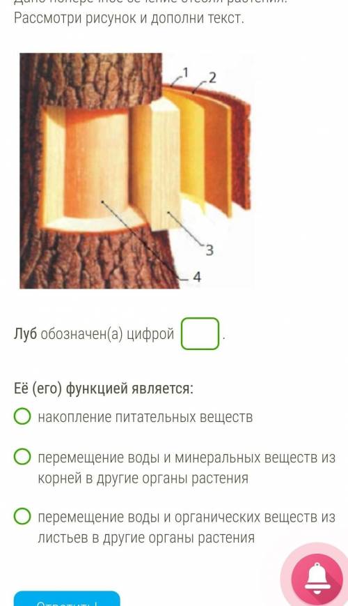 Дано поперечное сечение стебля растения. Рассмотри рисунок и дополни текст.​