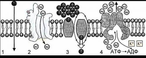 На рисунке 3.1 представлены виды транспорта через мембрану. Рис.3.1(а)Определите виды транспорта.123