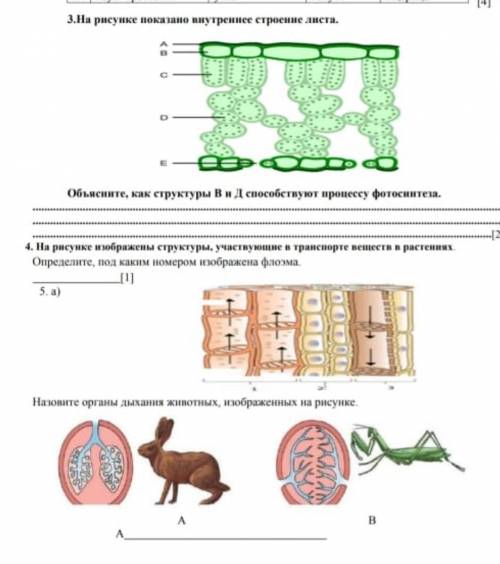 Соч по биологии 7 Класс 2'3'4 Задание помагите! ​