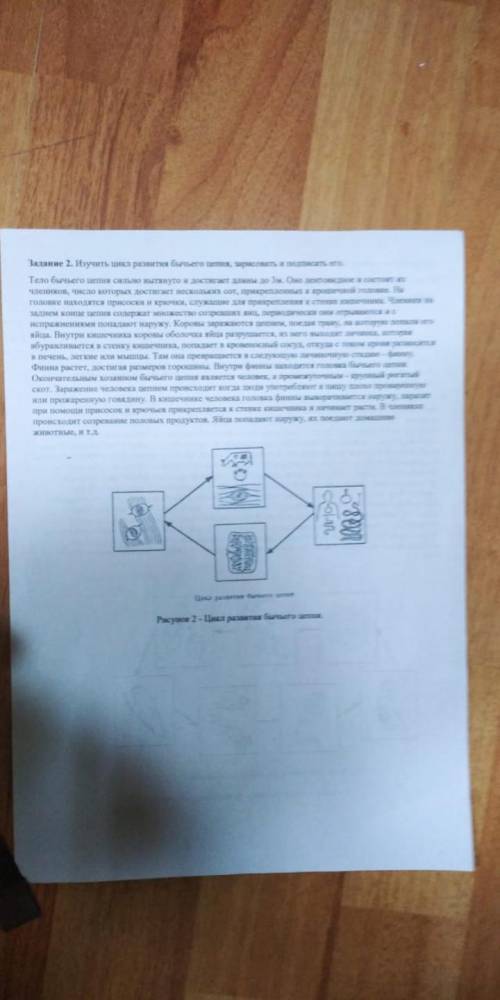 Подпишите цикл развития бычьево цепня. Особенно я не пойму что это снизу