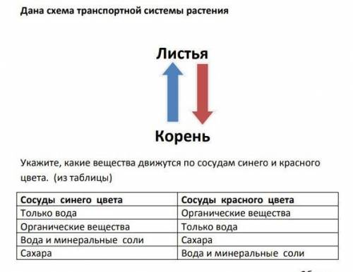 Дана схема транспортной системы растения. Укажите какие вещества движутся по сосудам синего и красно