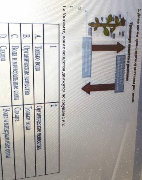 1. Дана схема транспортной системы растения. І навкорух тиектеринстваа Укажите, какие вещества движу