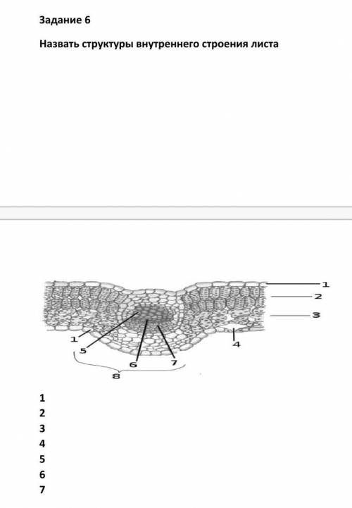Задание 6 Назвать структуры внутреннего строения листа1234567Сори у меня мало б​
