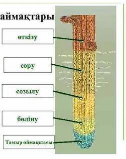 Тамыр аймақтарынын атауларын сәйкестендіріңіз бөлінуөткізу ӨсуСору​