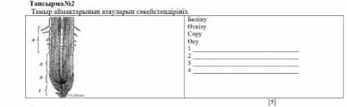 Тамыр аймақтарынын атауларын сәйкестендіріңіз бөлінуөткізу ӨсуСору​