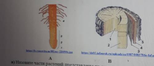 Устоновите взаимосвязь строения данных органов с их функциями.заполните таблицу​