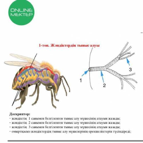 Шыбынның тыныс алу мүшесі МНОГО ответьте правильно ! Нужно для сора