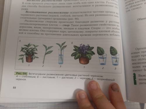 6 класс, биология, определить название растения на картинке