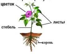 Перечислите органы, участвующие в транспорте веществ у растений : ​