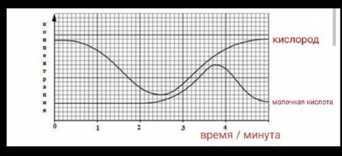 На диаграмме показано влияние пяти минут упражнений на концентрацию кислорода в крови здорового чело