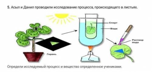 Асыл и Данил проводили исследование процесса, происходящего в листьях. Определи исследуемый процесс