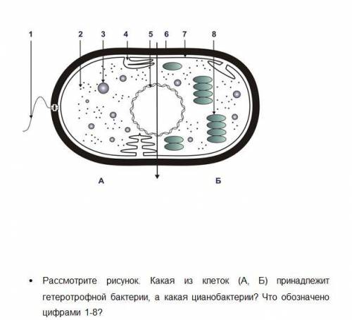 Задание по теме «Прокариотическая клетка»