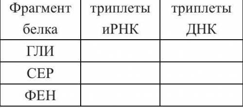 Последовательность аминокислот во фрагменте молекулы белка следующая: ГЛИ – СЕР - ФЕН. Определите, п