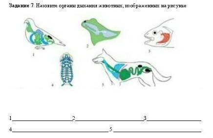 Назовите органы дыхания животных, изображенных на рисунке 1234 5 ​