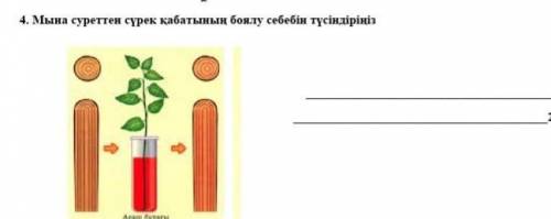 Мына суреттен сурек кабатынын боялу себебын аныктаныз​