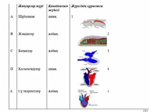 Найдите вариант, который соответствует свойствам животных по строению кровеносной системы, сердца.​