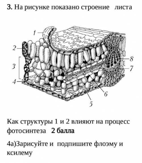 Как структуры 1 и 2 влияют на процесс  фотосинтеза   4а)Зарисуйте и  подпишите флоэму и ксилему сор