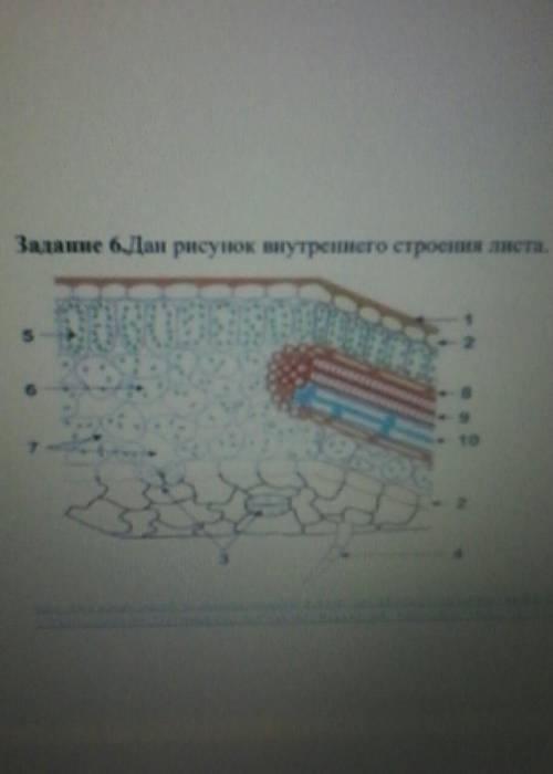 Задание 6.Дан рисунок внутреннего строения листа.10​