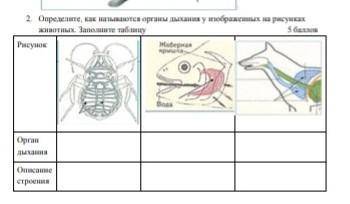 Определите, как называются органы дыхания у изображенных на рисунках животных. Заполните таблицуОрга