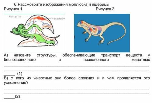 6. Рассмотрите изображения моллюска и ящерицы. А) назовите структуры, обеспечивающие транспорт вещес