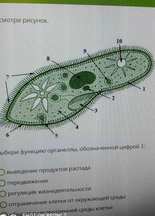 10 8000000000Выбери функцию органеллы, обозначенной цифрой 1:выведение продуктов распадапередвижение