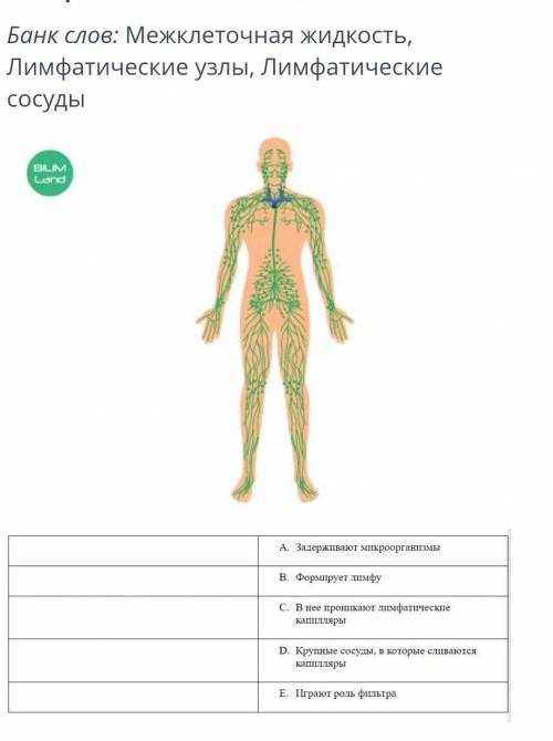 заполни таблицу с описанием лимфатические системы человека​