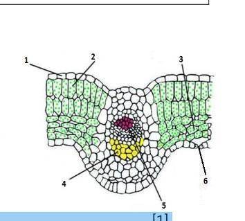 На рисунке показано внутреннее строение листа. ответь на вопросы:А) Укажи, какую функцию выполняет с