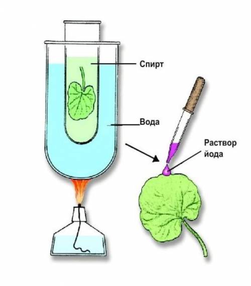 На рисунке показан эксперимент, доказывающий процесс фотосинтез. А) Перечислите условия, которые ока