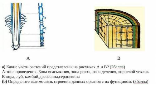 B) Определите взаимосвязь строения данных органов с их функциями. только Б