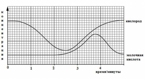 На диаграмме показано влияние физических упражнений на концентрацию кислорода в крови и концентрацию