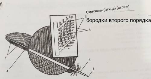 ГЛАВНЫЙ МОЗГ ГЛАВНЫЙ МОЗГ ГЛАВНЫЙ МОЗГ рассмотрите рисунок контурного пера.Укажите какими цифрами об