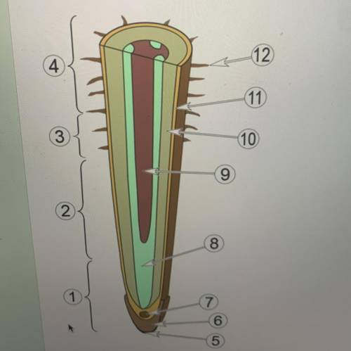 Рассмотрите изображение подземного органа растения. Объясните, как строение структуры под номером 12