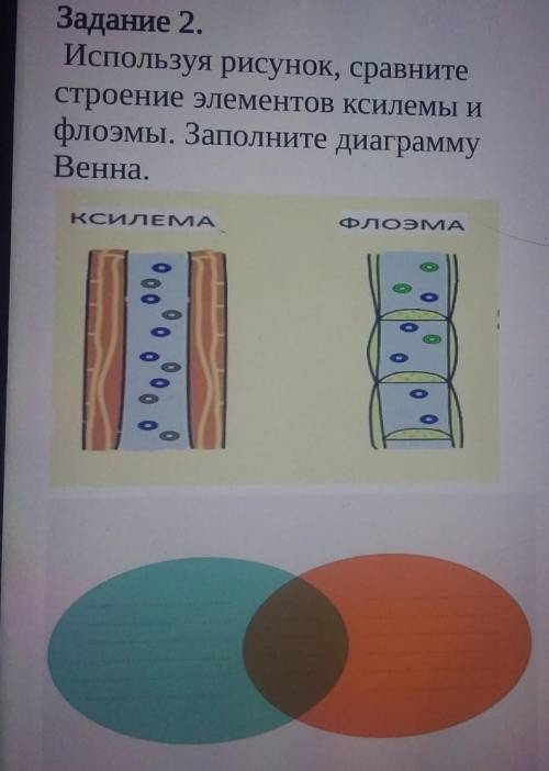 Используя рисунок, сравните строение элементов ксилемы ифлоэмы. Заполните диаграммуВенна.КСИЛЕМАФЛОЭ