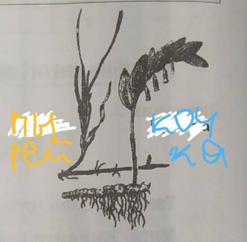 Докажите, что корневища пырея и кочки видоизменения растка.​