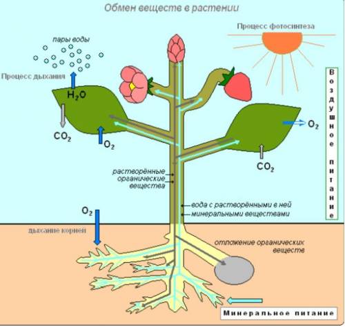 На рисунке приведена схема обмена веществ растений. Сравните процессы дыхания и фотосинтеза у растен