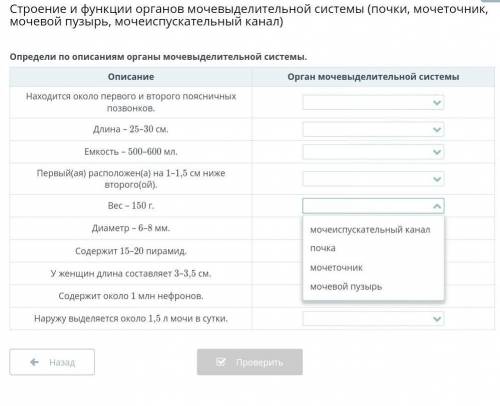 Определи по описанием органы мочевыделительной системы