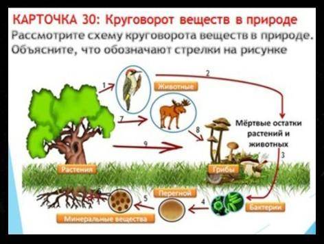 карточка 30 круговорот веществ в природе Рассмотрите схему круговорота веществ в природе объясните ч