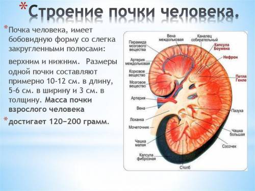 Особенности строения почки человека