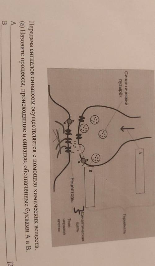 Назовите процессы, происходящие в синапсе, обозначенные буквами А и В​