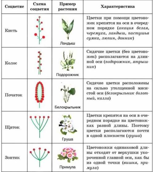 биология 7класс тоблица соцветие/краткие_характиристики/примеры большое биология 7класс тоблица со