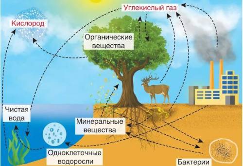 Рассмотри рисунок . Какие два химических процесса являются поставщиками углекислого газа в атмосфере